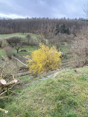 Aranyes virágai közelről