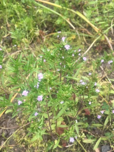 Borsikafű