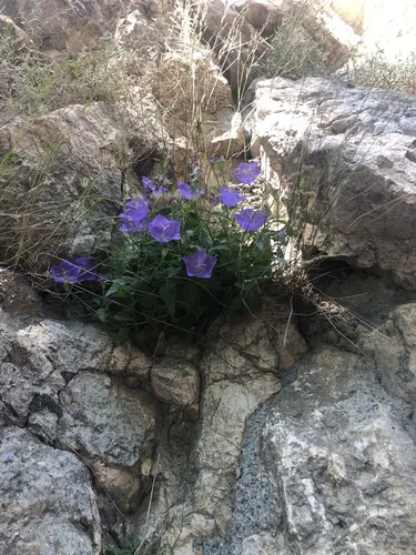 Campanula gondozása