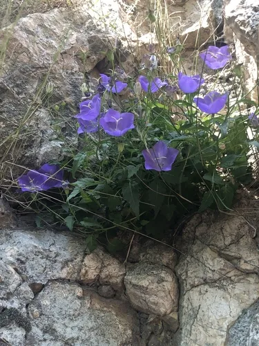 Campanula gondozása