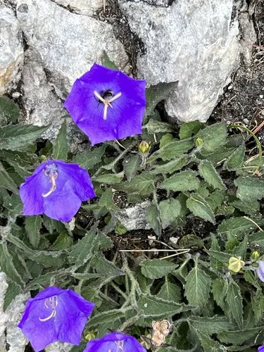 Campanula ültetése kertben