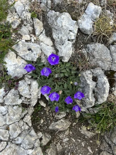 Campanula gondozási tippek