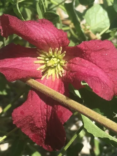 Clematis
