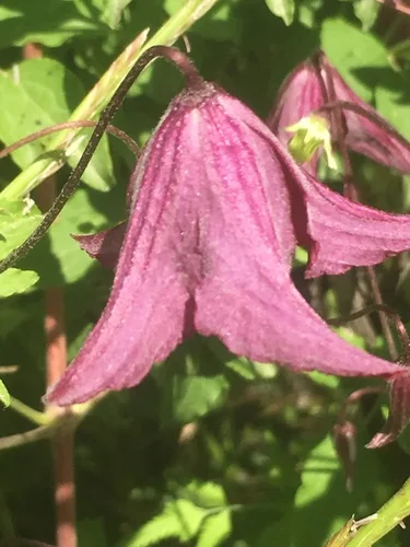 Clematis gondozása