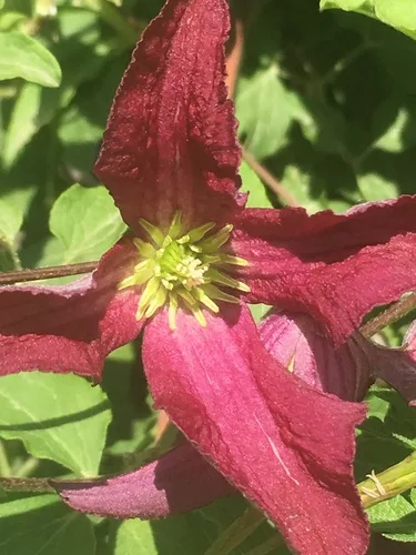 Clematis virágai közelről