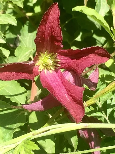 Clematis ültetése kertben