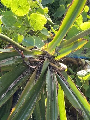 Clivia virágai közelről