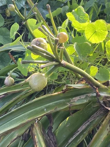 Clivia ültetése kertben