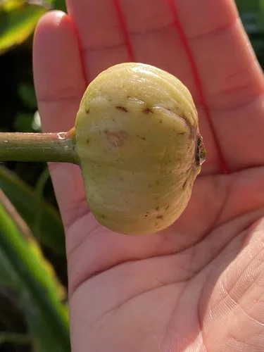 Clivia gondozási tippek