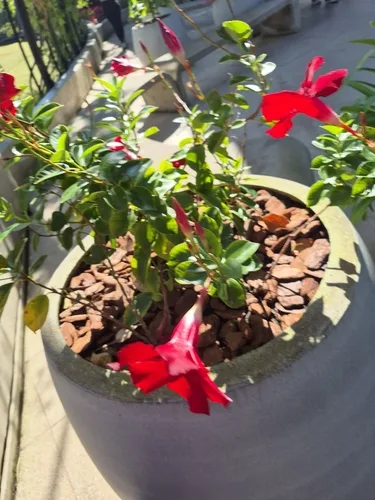 Dipladenia gondozása