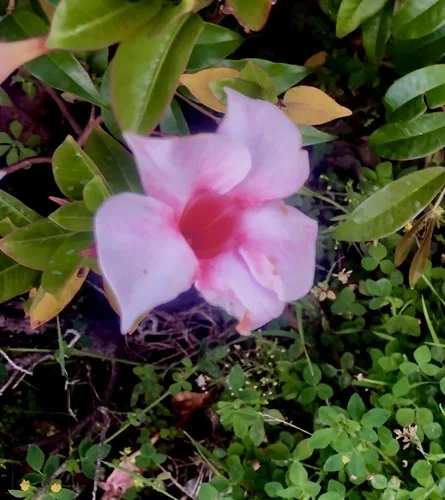 Dipladenia gondozása