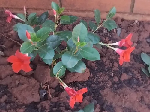 Dipladenia gondozási tippek