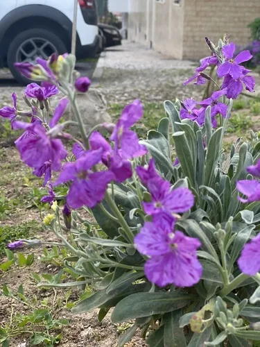 Estike virágai közelről