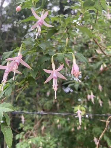 Fuxia gondozása