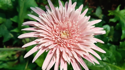 Gerbera