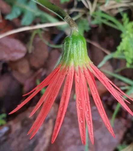 Gerbera gondozása