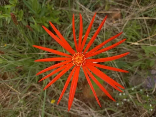Gerbera ültetése kertben
