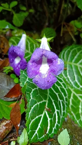 Gloxinia gondozása