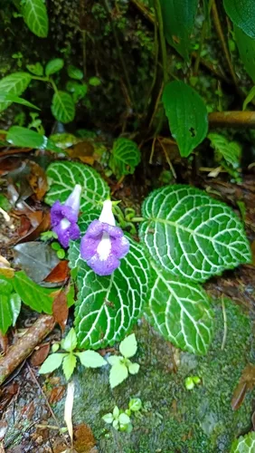 Gloxinia virágai közelről