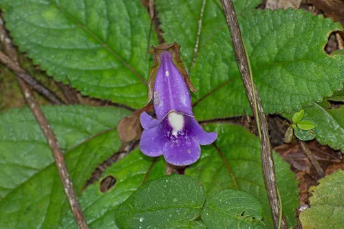 Gloxinia ültetése kertben