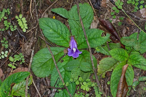 Gloxinia gondozási tippek