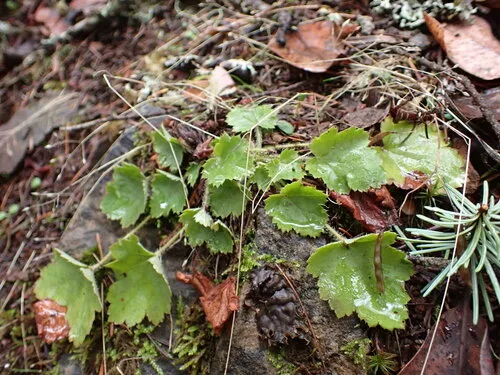 Heuchera gondozása