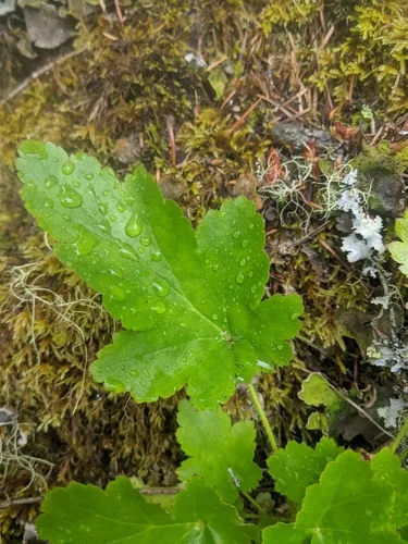 Heuchera gondozása