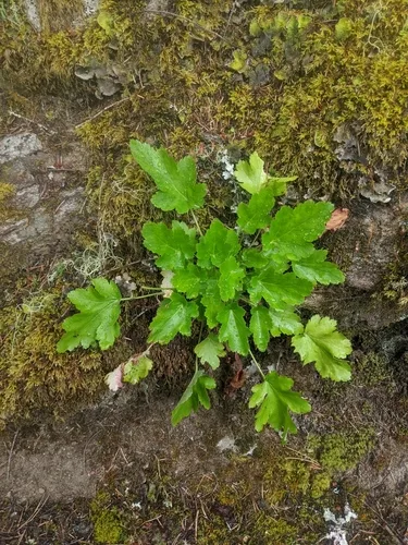 Heuchera ültetése kertben