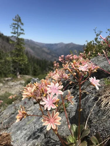 Lewisia gondozása