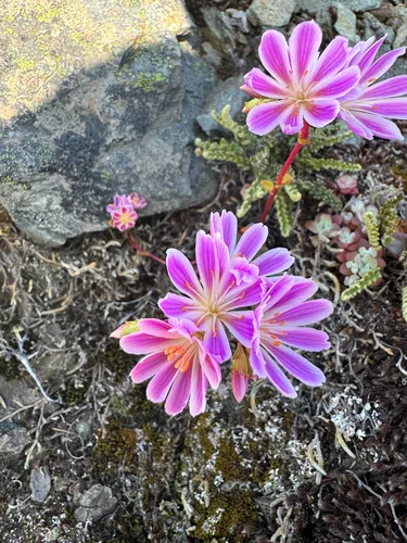 Lewisia virágai közelről