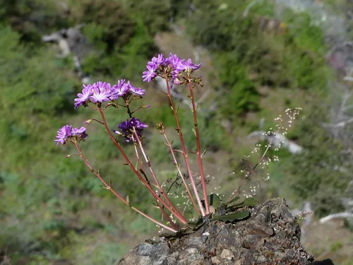 Lewisia ültetése kertben