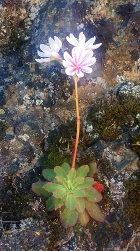 Lewisia gondozási tippek