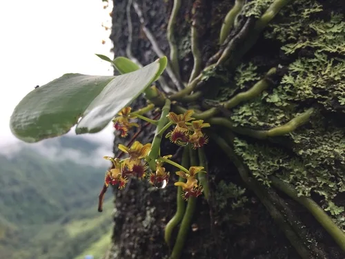 Orchidea gondozása