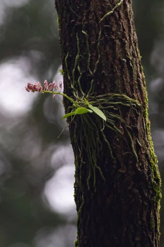 Orchidea gondozása