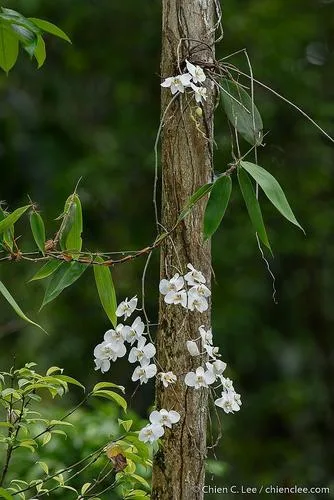 Orchidea virágai közelről