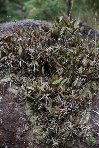 Orchidea gondozási tippek