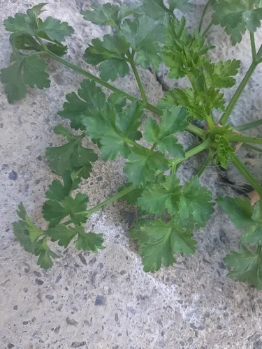 Petrezselyem gondozási tippek