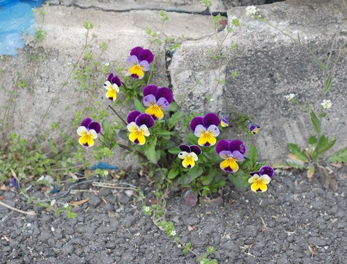 Pistike