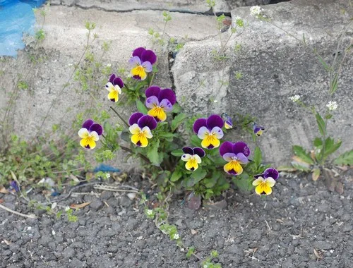 Pistike