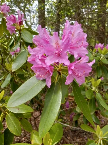 Rododendron gondozása