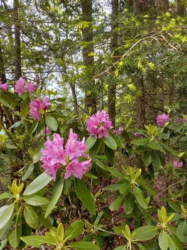 Rododendron gondozása