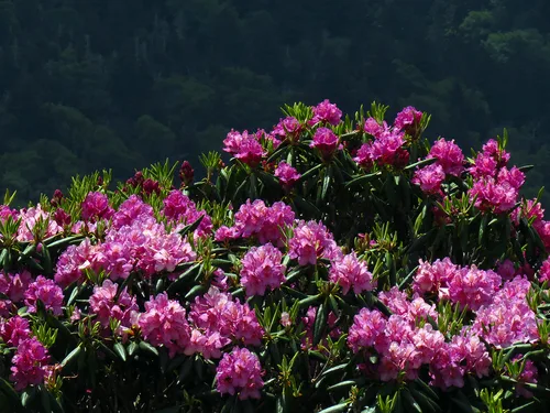 Rododendron virágai közelről