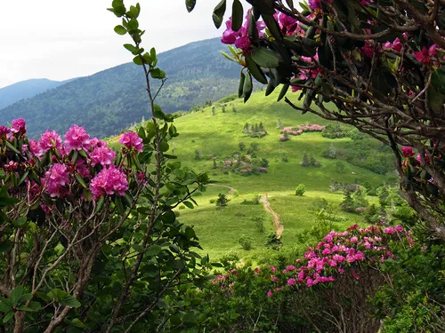 Rododendron ültetése kertben