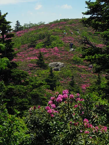 Rododendron gondozási tippek