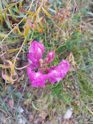 Tátika