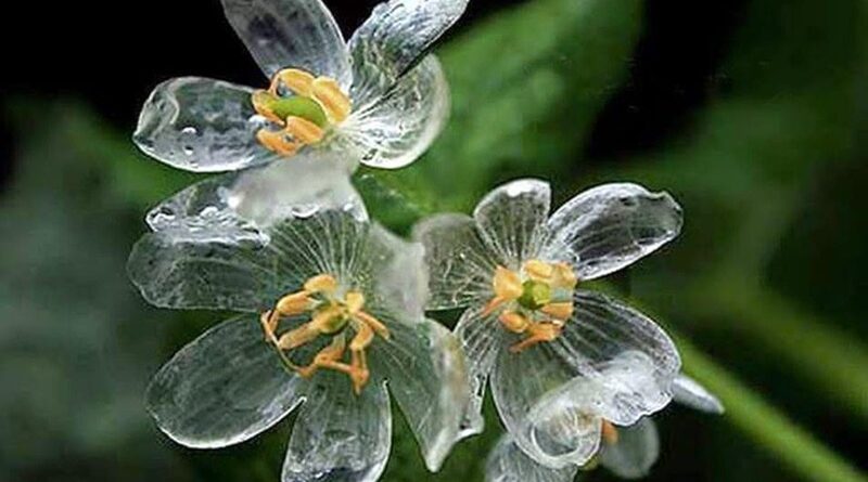 csontvázvirág (Diphylleia grayi)