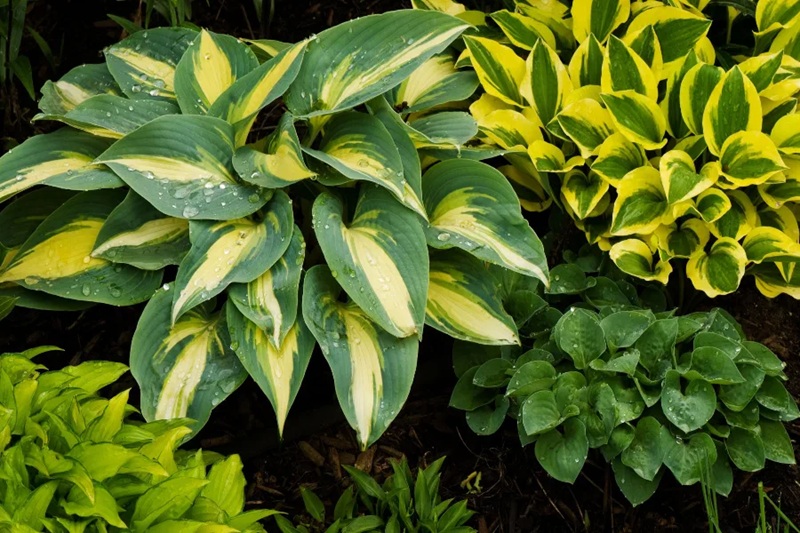 Árnyékliliom (Hosta)